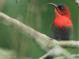 Crimson Sunbird, 黄腰太阳鸟, Aethopyga siparaja-gallery-23
