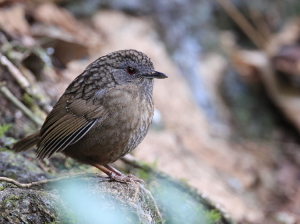Streaked Wren-Babbler, 短尾鹪鹛, Napothera brevicaudata-gallery-3