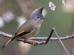 Stripe-throated Yuhina, 纹喉凤鹛, Yuhina gularis-gallery-23