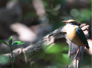 Indian Pitta, 印度八色鸫, Pitta brachyura-gallery-29