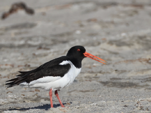 Eurasian Oystercatcher, 蛎鹬, Haematopus ostralegus-gallery-33
