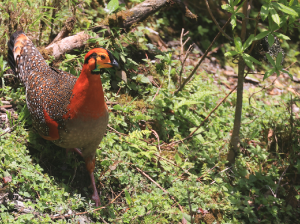 Blyth’s Tragopan, 灰腹角雉, Tragopan blythii-gallery-31