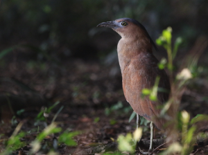 Malayan Night Heron, 黑冠鶠, Gorsachius melanolophus-gallery-8