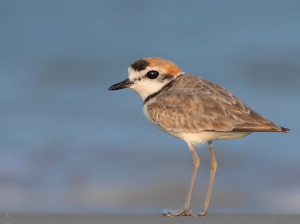 Malaysian Plover, 马来鸻, Charadrius peronii-gallery-38
