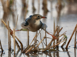 Red-billed Starling, 丝光椋鸟, Spodiopsar sericeus-gallery-17