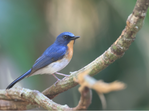 Indochinese Blue Flycatcher, 印支蓝仙鹟, Cyornis sumatrensis-gallery-33
