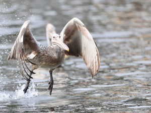 Spot-billed Pelican, 斑嘴鹈鹕, Pelecanus philippensis-gallery-53