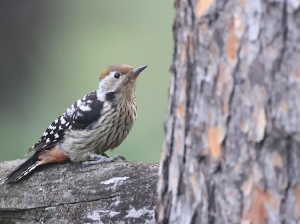 Brown-fronted Woodpecker, 褐额啄木鸟, Dendrocoptes auriceps-gallery-1