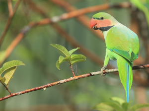 Long-tailed Parakeet, 长尾鹦鹉, Psittacula longicauda-gallery-4