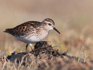Long-toed Stint, 长趾滨鹬, Calidris subminuta-gallery-55