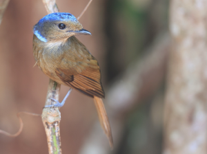 Large Niltava, 大仙鹟, Niltava grandis-gallery-59