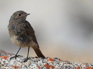 Black Redstart, 赭红尾鸲, Phoenicurus ochruros-gallery-25