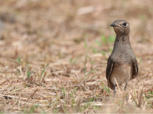 Oriental Pratincole, 普通燕鸻, Glareola maldivarum-gallery-29