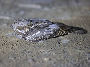 European Nightjar, 欧夜鹰, Caprimulgus europaeus-gallery-44