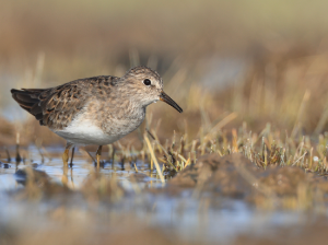 Temminck’s Stint, 青脚滨鹬, Calidris temminckii-gallery-3