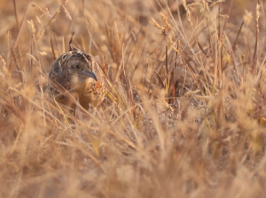 Common Buttonquail, 林三趾鹑, Turnix sylvaticus-gallery-52