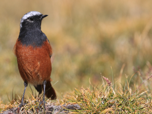 Guldenstat’s Redstart, 红腹红尾鸲, Phoenicurus erythrogastrus-gallery-44
