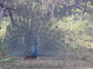 Indian Peafowl, 蓝孔雀, Pavo cristatus-gallery-43