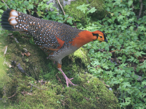 Blyth’s Tragopan, 灰腹角雉, Tragopan blythii-gallery-4