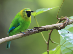 Blue-winged Leafbird, 蓝翅叶鹎, Chloropsis cochinchinensis-gallery-5