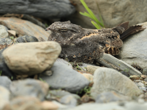 Savanna Nightjar, 林夜鹰, Caprimulgus affinis-gallery-40
