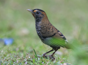 Rufous-chinned Laughingthrush, 棕颏噪鹛, Ianthocincla rufogularis-gallery-12