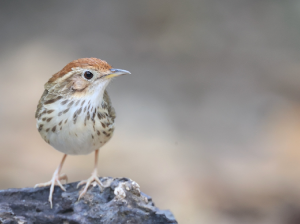 Puff-throated Babbler, 棕头幽鹛, Pellorneum ruficeps-gallery-22