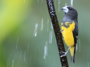 Spot-winged Grosbeak, 白点翅拟蜡嘴雀, Mycerobas melanozanthos-gallery-46
