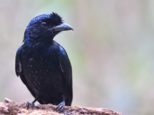 Greater Racket-tailed Drongo, 大盘尾, Dicrurus paradiseus-gallery-11