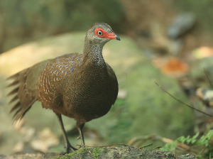 Hainan Peacock-Pheasant, 海南孔雀雉, Polyplectron katsumatae-gallery-18