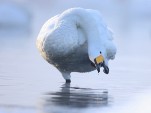 Whooper Swan, 大天鹅, Cygnus cygnus-gallery-42