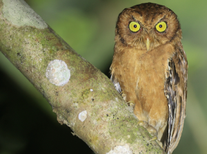 Andaman Scops Owl, 安达曼角鸮, Otus balli-gallery-0