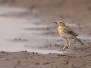 Paddyfield Pipit, 田鹨, Anthus rufulus-gallery-55