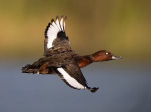 Ferruginous Duck, 白眼潜鸭, Aythya nyroca-gallery-5