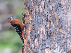 Rufous-bellied Woodpecker, 棕腹啄木鸟, Dendrocopos hyperythrus-gallery-68