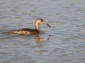 Little Grebe, 小??, Tachybaptus ruficollis-gallery-22
