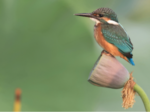 Common Kingfisher, 普通翠鸟, Alcedo atthis-gallery-15