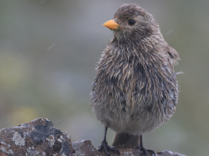 Tibetan Rosefinch, 藏雀, Carpodacus roborowskii-gallery-35