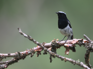 Blue-capped Redstart, 蓝头红尾鸲, Phoenicurus coeruleocephala-gallery-30