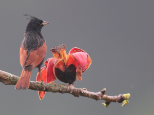 Crested Bunting, 凤头鹀, Emberiza lathami-gallery-14