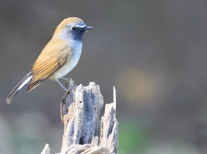 Rufous-gorgeted Flycatcher, 橙胸姬鹟, Ficedula strophiata-gallery-37