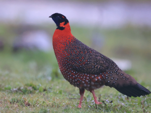Satyr Tragopan, 红胸角雉, Tragopan satyra-gallery-8