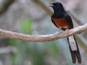 White-rumped Shama, 白腰鹊鸲, Copsychus malabaricus-gallery-32
