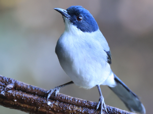 Black-headed Sibia, 黑头奇鹛, Heterophasia desgodinsi-gallery-50