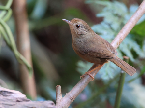 Buff-breasted Babbler, 棕胸雅鹛, Pellorneum tickelli-gallery-4