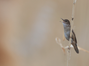 Savi’s Warbler, 鸲蝗莺, Locustella luscinioides-gallery-57