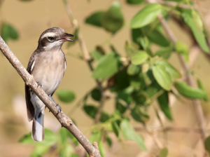 Sri Lanka Woodshrike, 斯里兰卡林鵙, Tephrodornis affinis-gallery-0