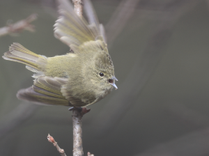 Yellow-browed Tit, 黄眉林雀, Sylviparus modestus-gallery-29