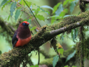 Ward’s Trogon, 红腹咬鹃, Harpactes wardi-gallery-6