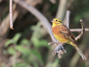 Yellowhammer, 黄鹀, Emberiza citrinella-gallery-51